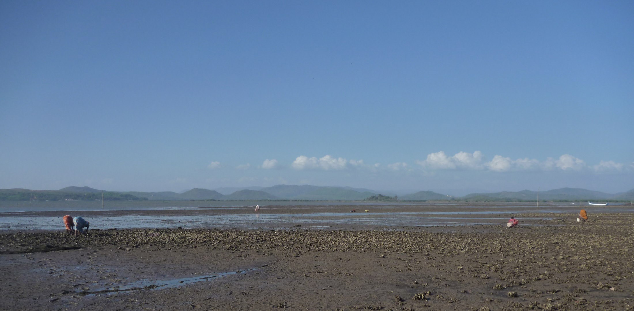 Oyster harvesters working the flats at low tide, Aghanashini Estuary, with the Western Ghats behind
