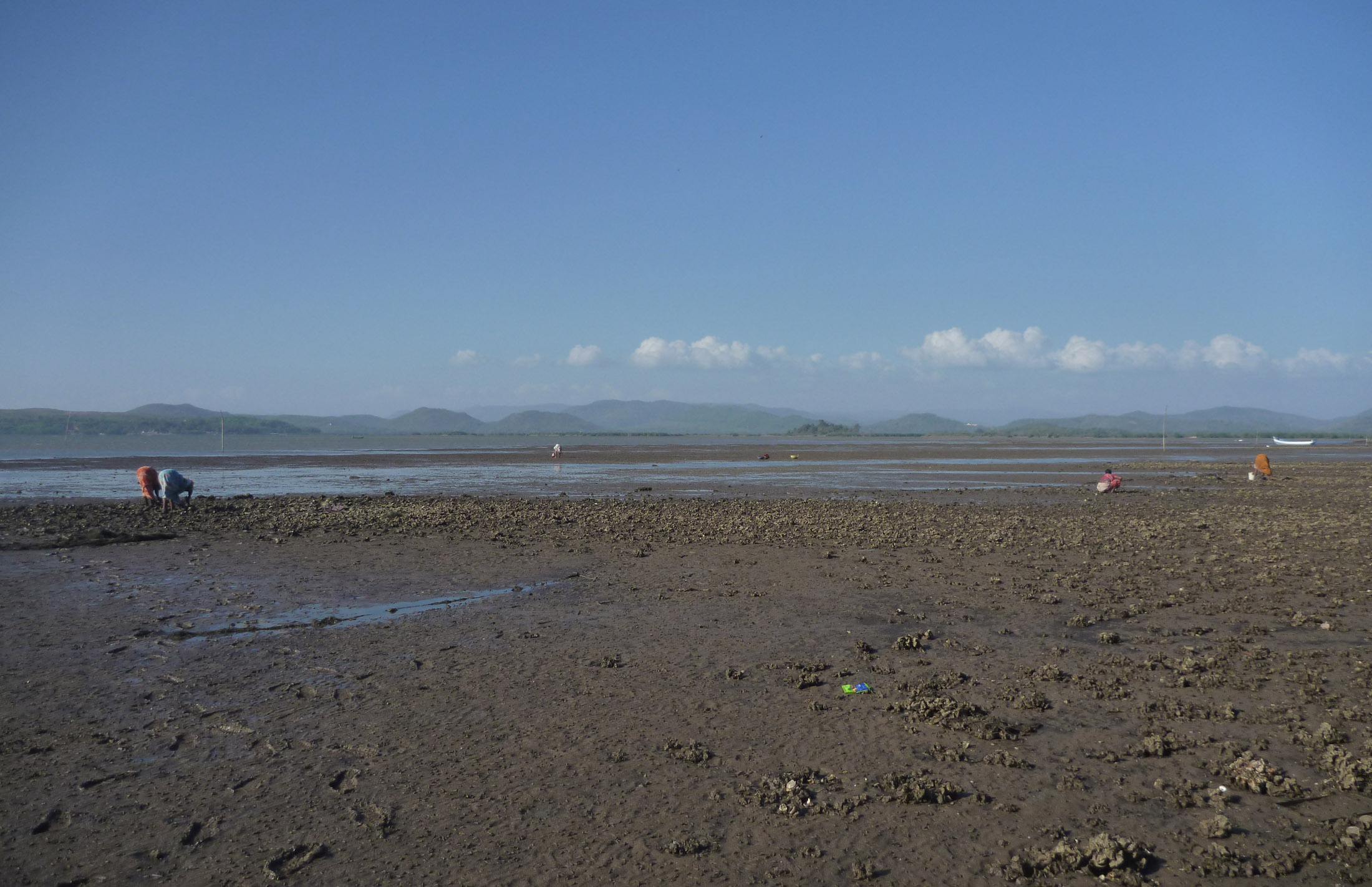Oyster harvesters working the flats at low tide, Aghanashini Estuary, with the Western Ghats behind