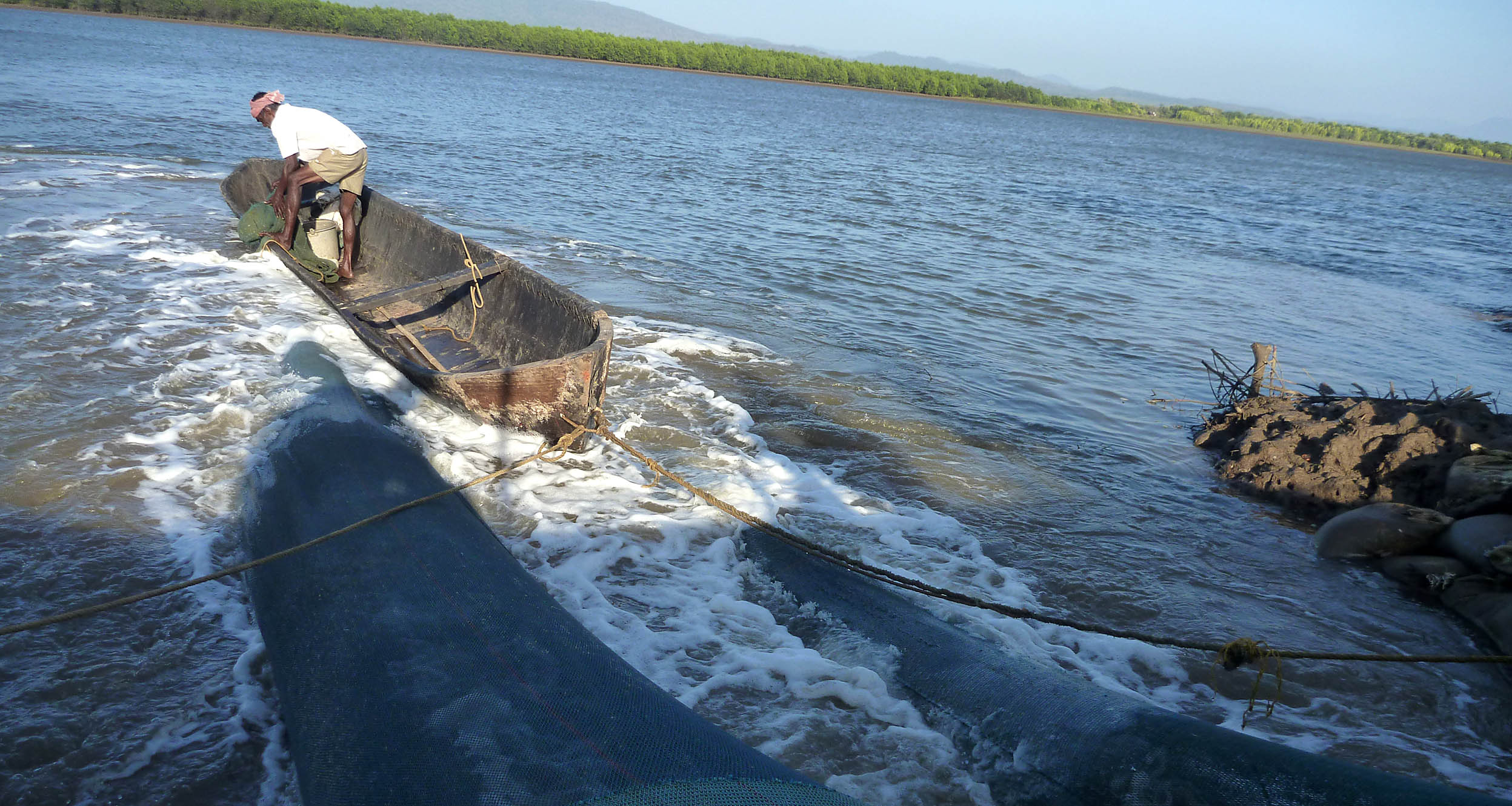 A gajni fish-trap being set on the Aghanashini Estuary
