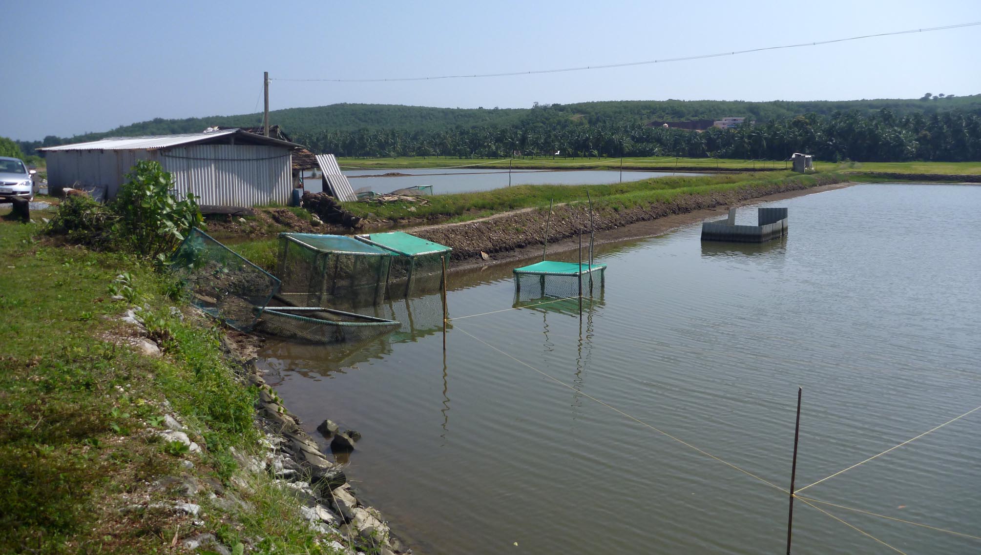 An estuarine aquaculture pond with harvest cages, fields and forested hills behind