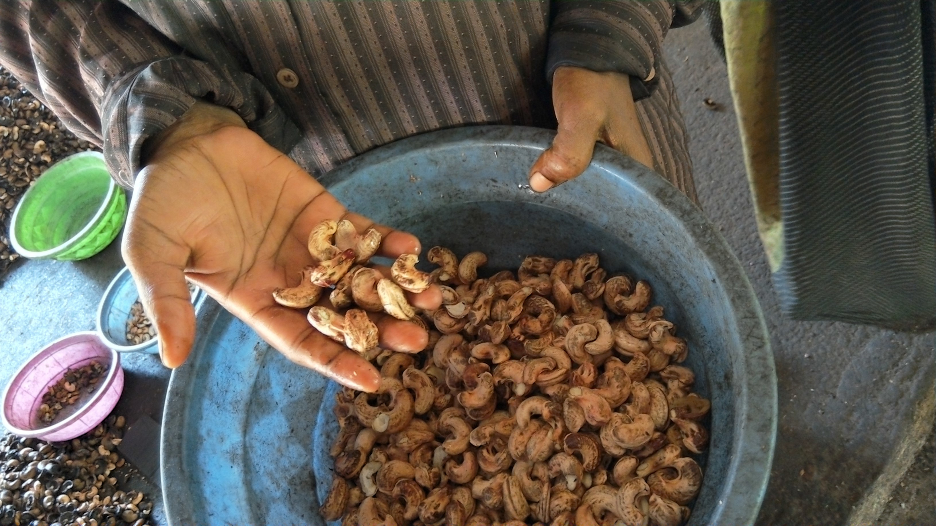 Sorting a cashew harvest by hand